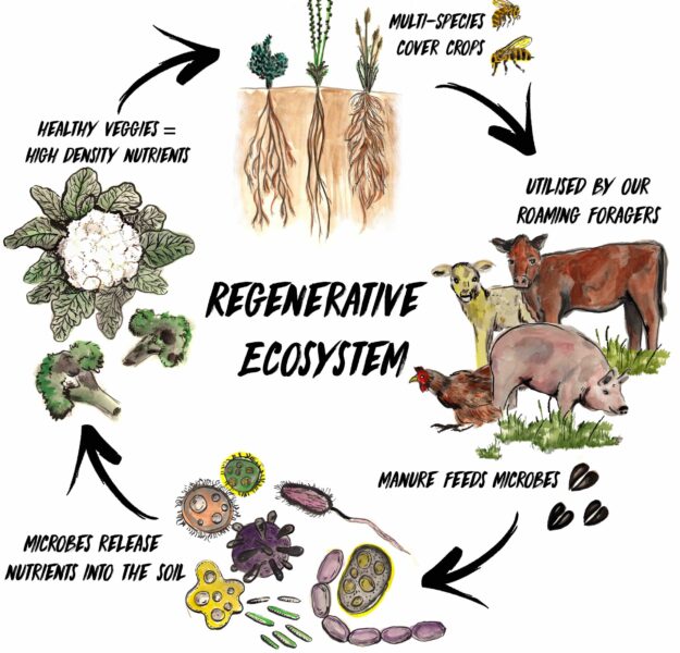Regenerative Ecosystem Web